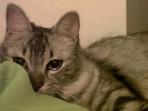 고양이 원본 710