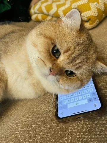 고양이 원본 441