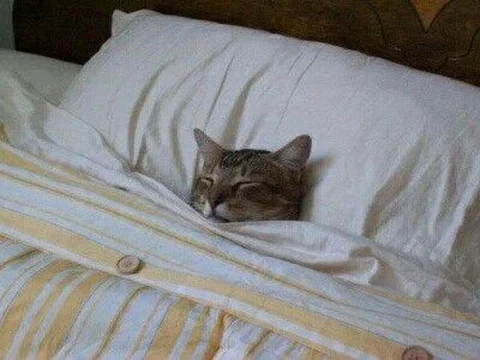 고양이 원본 046