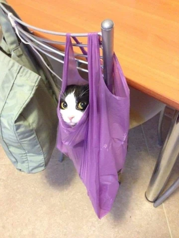 고양이 원본 038