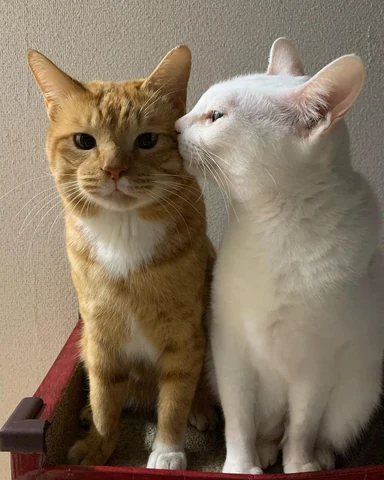 고양이 원본 612