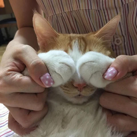 고양이 원본 229