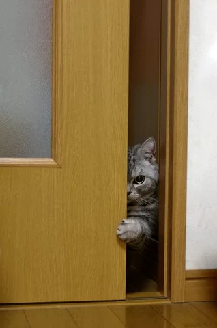 고양이 원본 169