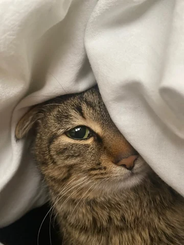 고양이 원본 119