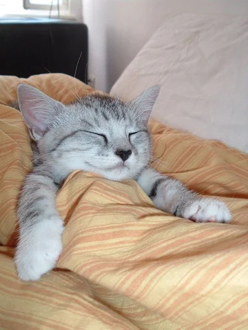 고양이 원본 301