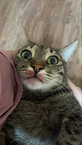 고양이 원본 014