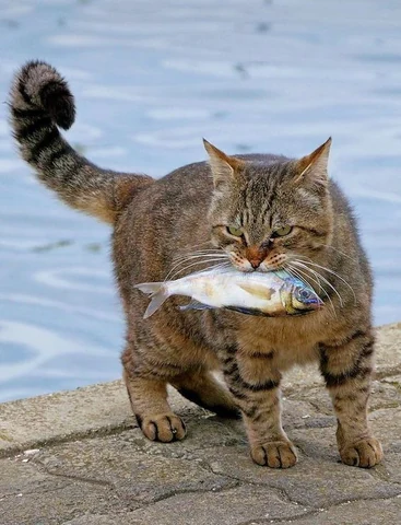 고양이 원본 041