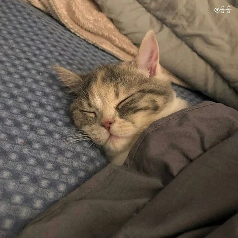 고양이 원본 414