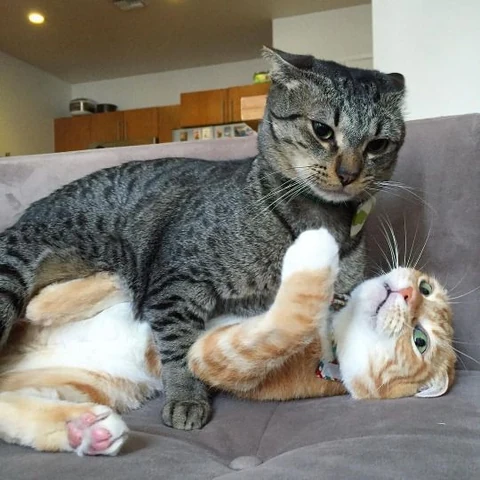 고양이 원본 639