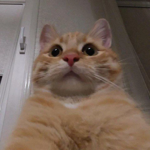 고양이 원본 307