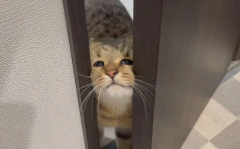 고양이 원본 316