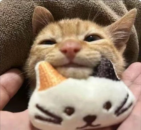 고양이 원본 241