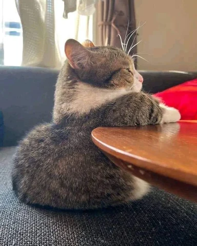 고양이 원본 324