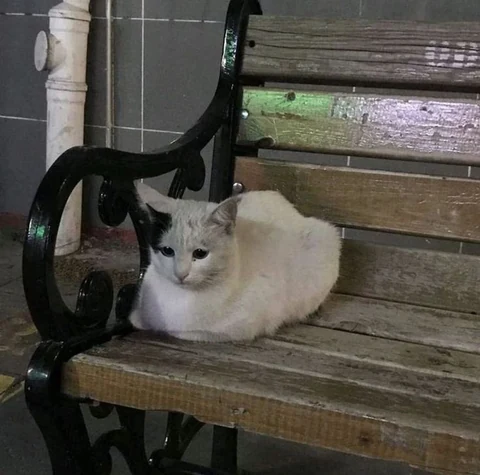 고양이 원본 077