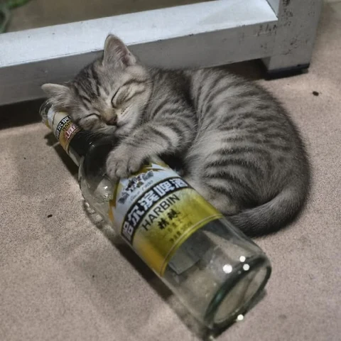 고양이 원본 034