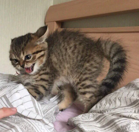 고양이 원본 515