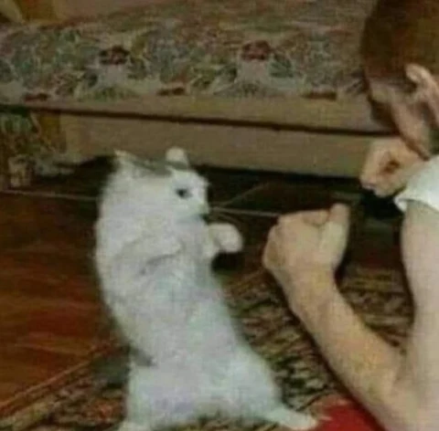 고양이 원본 049