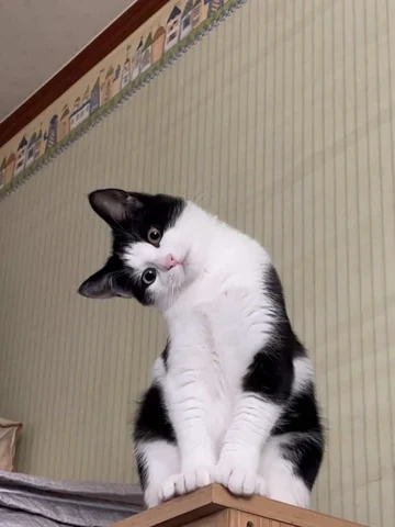 고양이 원본 225