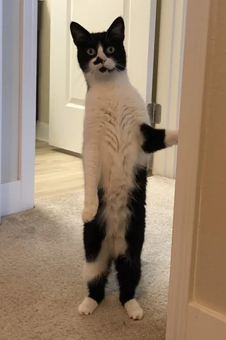 고양이 원본 680