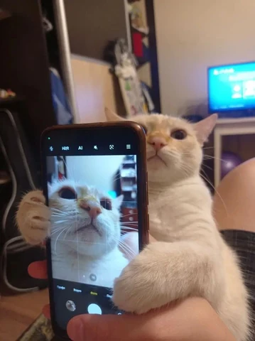 고양이 원본 304