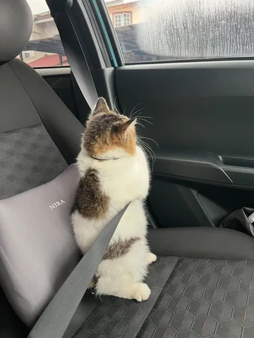 고양이 원본 248