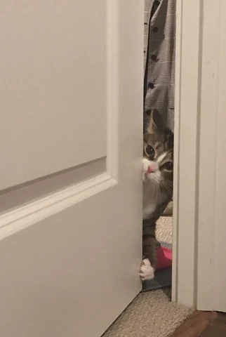 고양이 원본 018