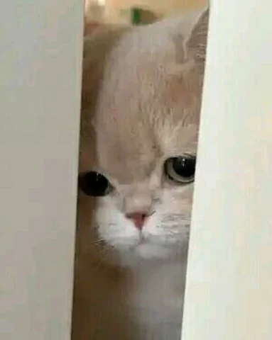 고양이 원본 272