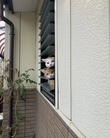 고양이 원본 043