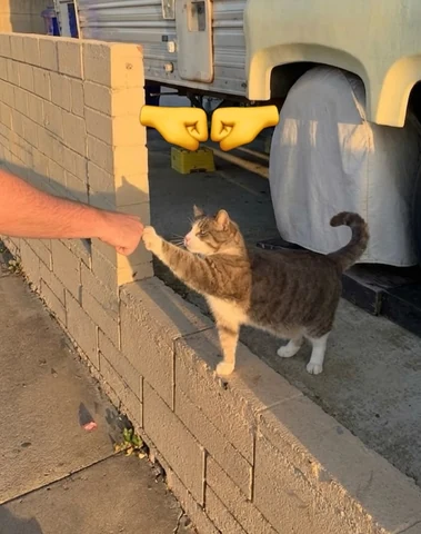 고양이 원본 692