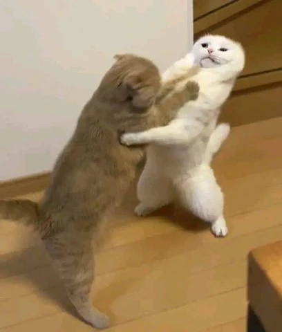 고양이 원본 387