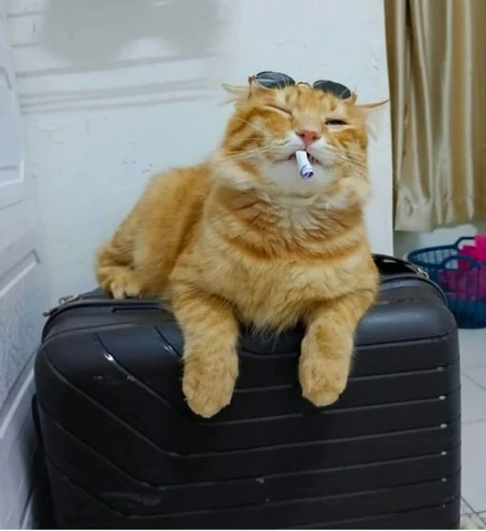고양이 원본 097