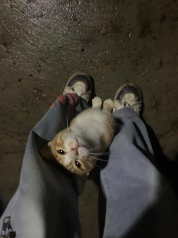 고양이 원본 190