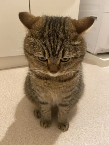 고양이 원본 445