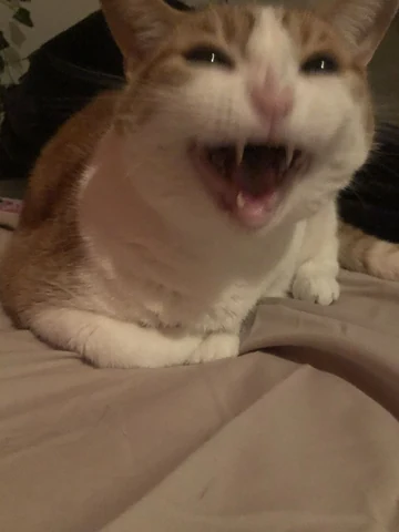 고양이 원본 637