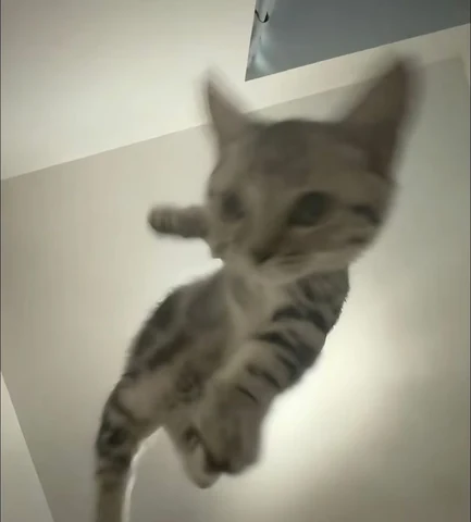 고양이 원본 159