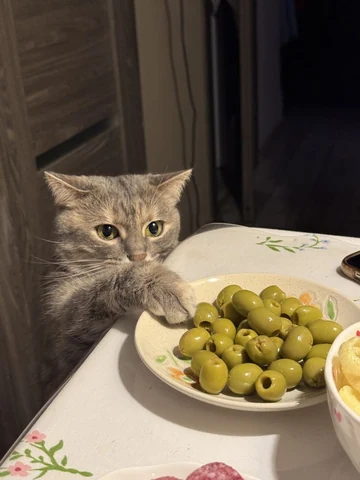 고양이 원본 135