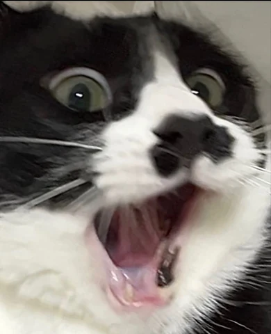 고양이 원본 593
