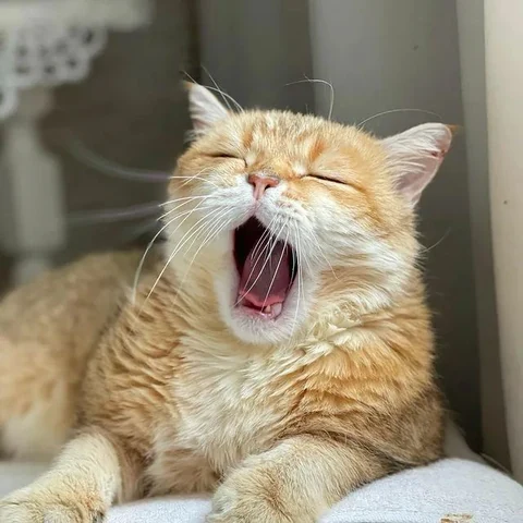 고양이 원본 687