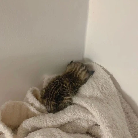 고양이 원본 564