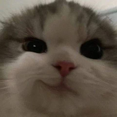 고양이 원본 379