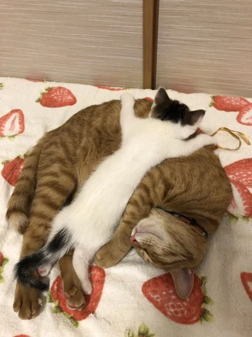 고양이 원본 614