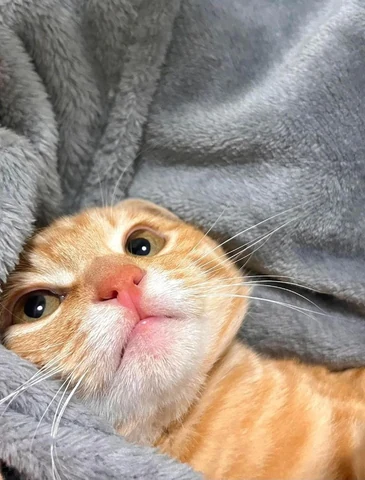 고양이 원본 435