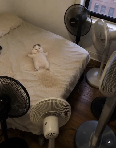 고양이 원본 179