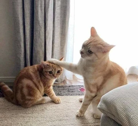 고양이 원본 545