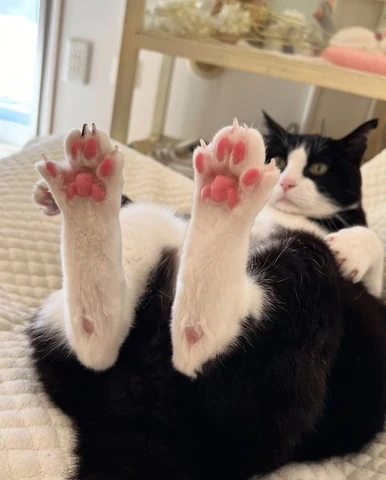 고양이 원본 548