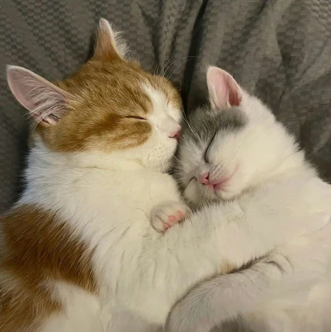 고양이 원본 551