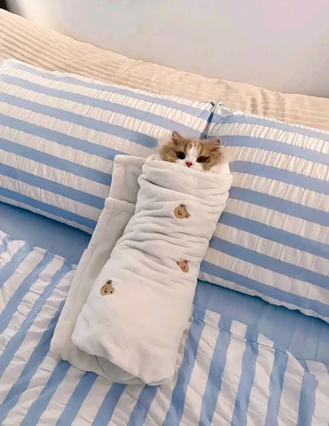 고양이 원본 422
