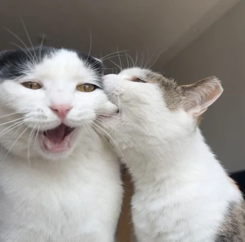 고양이 원본 565
