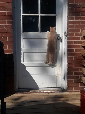 고양이 원본 073