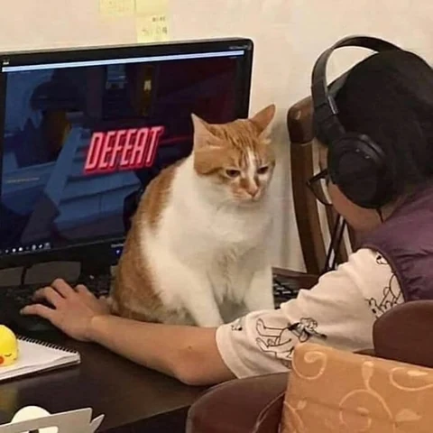 고양이 원본 055